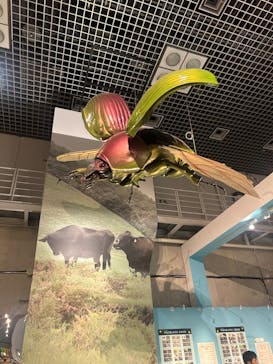 特別展「昆虫 MANIAC」（国立科学博物館）に投稿された画像（2024/9/25）
