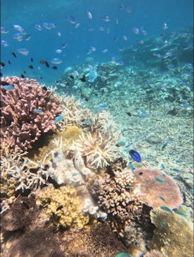 西表島 ADVENTURE PiPi（アドベンチャーピピ）に投稿された画像（2024/9/25）