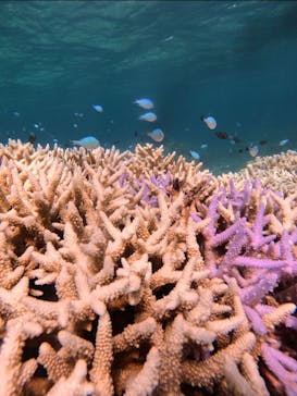 西表島 ADVENTURE PiPi（アドベンチャーピピ）に投稿された画像（2024/9/25）