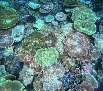 西表島 ADVENTURE PiPi（アドベンチャーピピ）に投稿された画像（2024/9/25）