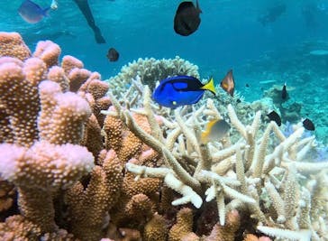 西表島 ADVENTURE PiPi（アドベンチャーピピ）に投稿された画像（2024/9/25）