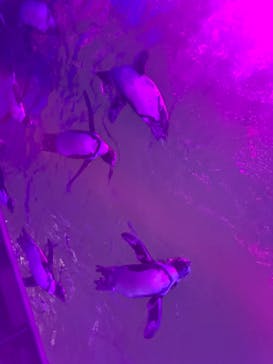 サンシャイン水族館に投稿された画像（2024/9/25）