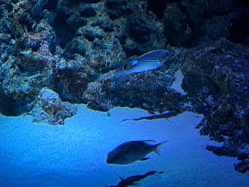サンシャイン水族館に投稿された画像（2024/9/25）
