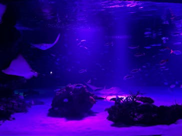 サンシャイン水族館に投稿された画像（2024/9/25）