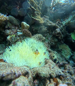 西表島 ADVENTURE PiPi（アドベンチャーピピ）に投稿された画像（2024/9/25）