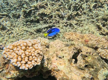 西表島 ADVENTURE PiPi（アドベンチャーピピ）に投稿された画像（2024/9/25）