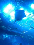 アクアワールド茨城県大洗水族館に投稿された画像（2024/9/26）