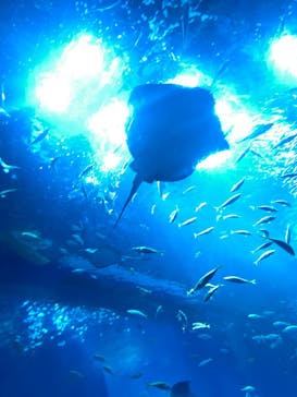 アクアワールド茨城県大洗水族館に投稿された画像（2024/9/26）