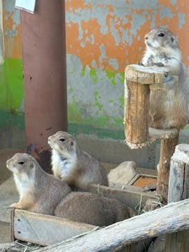 淡路ファームパーク イングランドの丘に投稿された画像（2024/9/26）