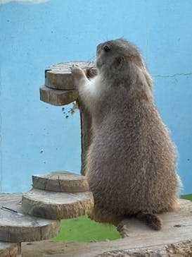 淡路ファームパーク イングランドの丘に投稿された画像（2024/9/26）