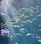 四国水族館に投稿された画像（2024/9/26）