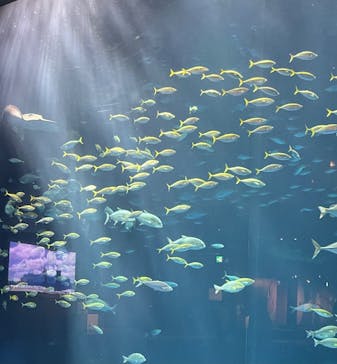 四国水族館に投稿された画像（2024/9/26）