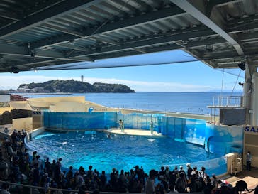 新江ノ島水族館に投稿された画像（2024/9/26）
