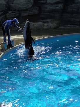 鴨川シーワールドに投稿された画像（2024/9/26）