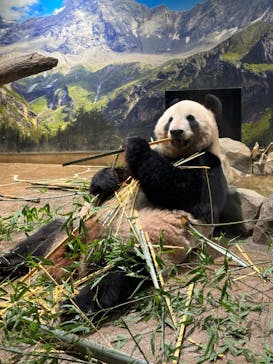 恩賜上野動物園に投稿された画像（2024/9/26）