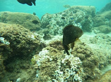 武藤潜水に投稿された画像（2024/9/26）