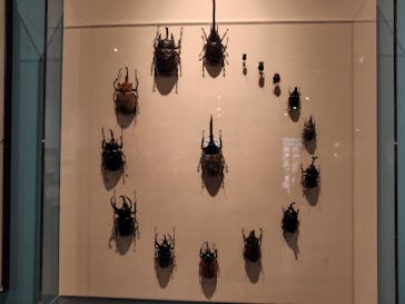 特別展「昆虫 MANIAC」（国立科学博物館）に投稿された画像（2024/9/26）