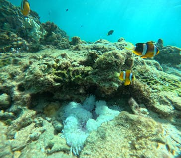 沖縄マリンサービス碧に投稿された画像（2024/9/26）