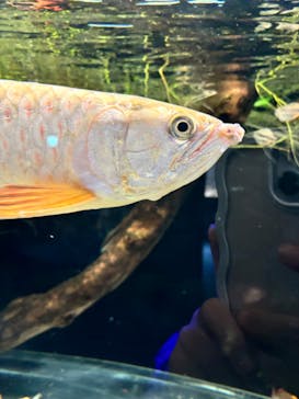 カワスイ 川崎⽔族館に投稿された画像（2024/9/26）