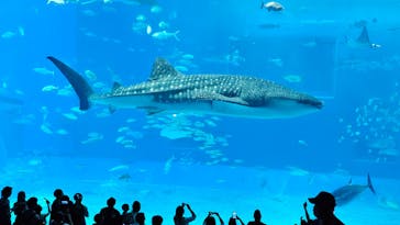 沖縄美ら海水族館に投稿された画像（2024/9/24）