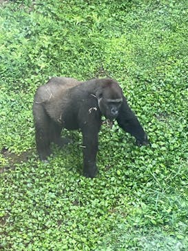 恩賜上野動物園に投稿された画像（2024/9/26）