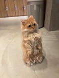 猫カフェモカ　神戸三宮店に投稿された画像（2024/9/26）