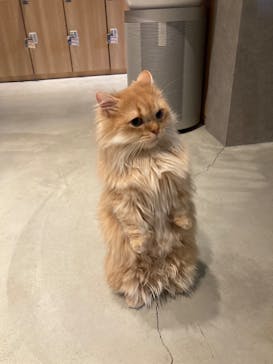 猫カフェモカ　神戸三宮店に投稿された画像（2024/9/26）