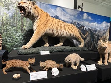 特別展「ネコ」 ～にゃんと！クールなハンターたち～に投稿された画像（2024/9/26）