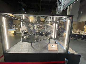 福井県立恐竜博物館に投稿された画像（2024/9/26）