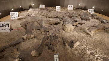 福井県立恐竜博物館に投稿された画像（2024/9/26）