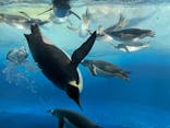 名古屋港水族館に投稿された画像（2024/9/26）
