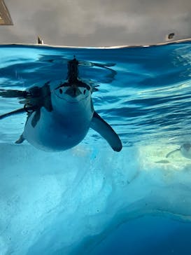 名古屋港水族館に投稿された画像（2024/9/26）