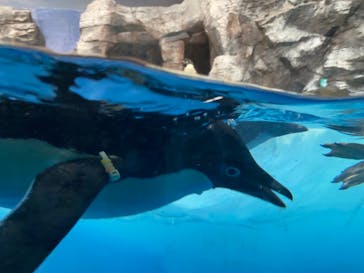 名古屋港水族館に投稿された画像（2024/9/26）