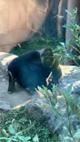 恩賜上野動物園に投稿された画像（2024/9/27）