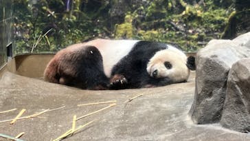 恩賜上野動物園に投稿された画像（2024/9/26）