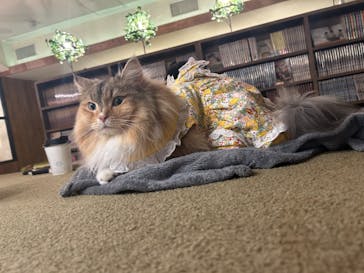 猫カフェモカ　池袋東口店に投稿された画像（2024/9/26）