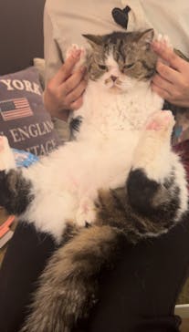 猫カフェモカ　池袋東口店に投稿された画像（2024/9/26）