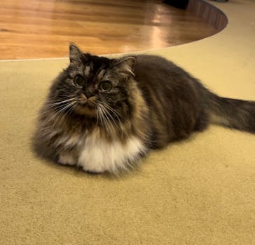 猫カフェモカ　池袋東口店に投稿された画像（2024/9/26）