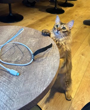 猫カフェモカ　池袋東口店に投稿された画像（2024/9/26）