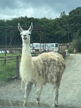 東北サファリパークに投稿された画像（2024/9/26）