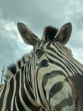 東北サファリパークに投稿された画像（2024/9/26）