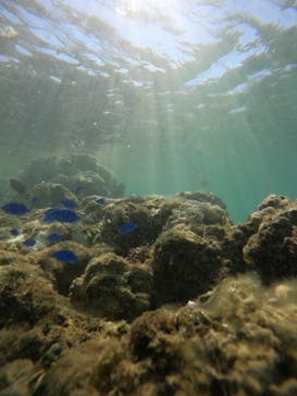 武藤潜水に投稿された画像（2024/9/27）