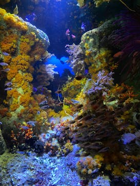 サンシャイン水族館に投稿された画像（2024/9/27）