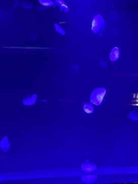 サンシャイン水族館に投稿された画像（2024/9/27）