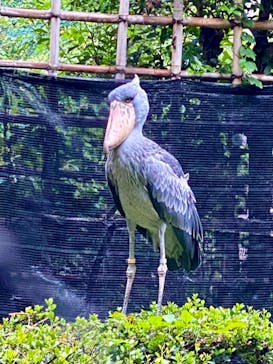 恩賜上野動物園に投稿された画像（2024/9/27）