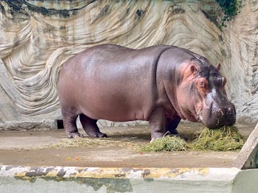 恩賜上野動物園に投稿された画像（2024/9/27）