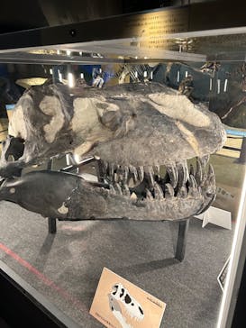 福井県立恐竜博物館に投稿された画像（2024/9/27）