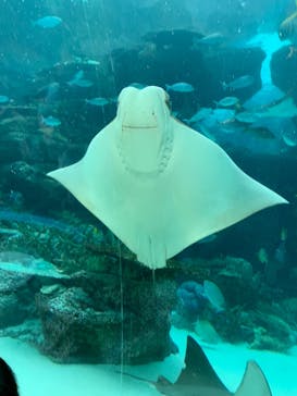 名古屋港水族館に投稿された画像（2024/9/27）