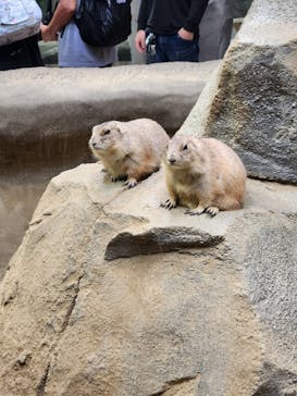 神戸どうぶつ王国に投稿された画像（2024/9/27）