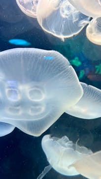 しながわ水族館に投稿された画像（2024/9/27）